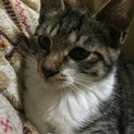 函館、成猫の里親様募集しております