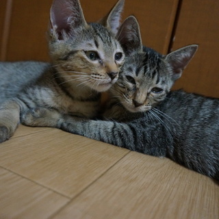 静かな仲良し兄妹です