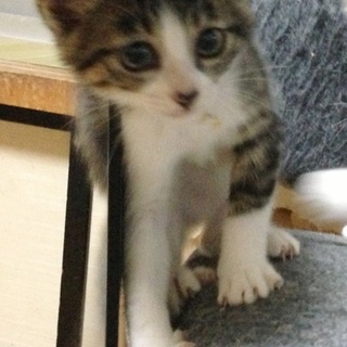 お鼻にブチが可愛いチロルちゃん♡