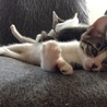 お鼻にブチが可愛いチロルちゃん♡ サムネイル3