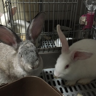 里親募集してます。父親コンチネンタルジャイアント