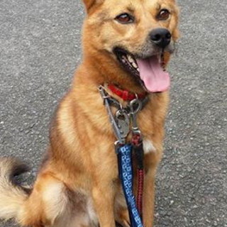 譲渡されたそうです！！