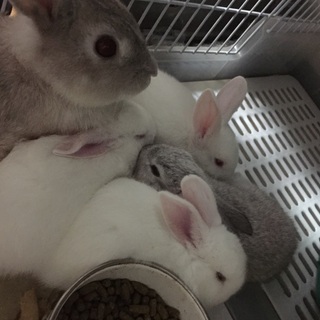 7月31日生まれ、父親コンチネンタルジャイアント