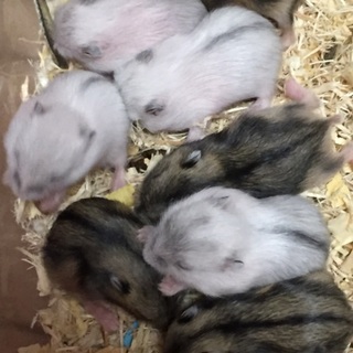 8/8生まれのジャンガリアン