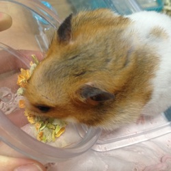 「最近のお気に入りはハイペットのハムスターのおやつ」サムネイル1