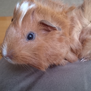 千葉県モルちゃんです