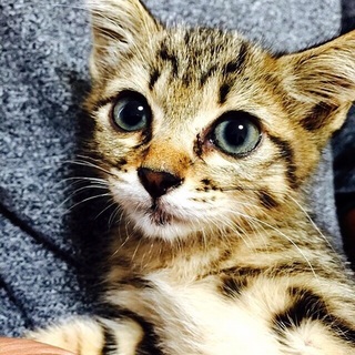 とってもカワイイ子猫です