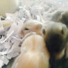 ハムスターの里親募集 サムネイル4