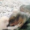ハムスターの里親募集 サムネイル5