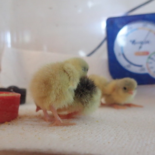 ヒメウズラ　ヒナ