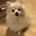 ポメラニアンの男の子です。