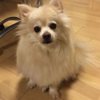ポメラニアンの男の子です。