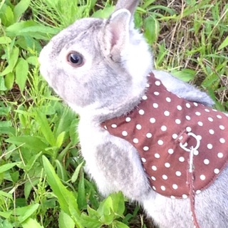 ミニうさぎの男の子 去勢済みです