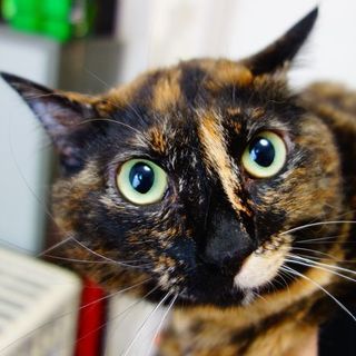 ★人間大好き綺麗なサビ猫ことちゃん★