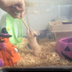 「ようこそ 我が家に…。新しい家族❗️」サムネイル2