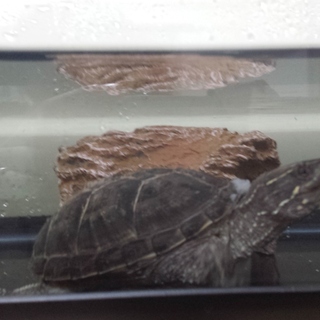 元気なミシシッピニオイガメ 1匹