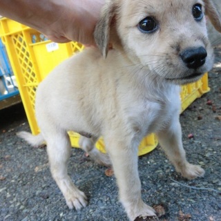 …744 オス 家族にむかえていただけませんか…