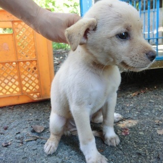 …745 オス 家族にむかえていただけませんか…