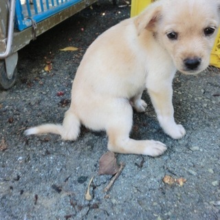 …746 オス 家族にむかえていただけませんか…