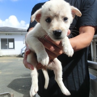 …747 オス 家族にむかえていただけませんか…