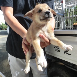 …748 メス 家族にむかえていただけませんか…