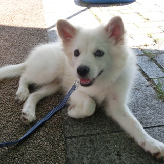 子犬　オス　ふわふわ