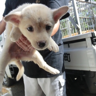 …749 メス 家族にむかえていただけませんか…