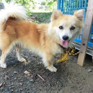 …719 成犬 家族にむかえていただけませんか…