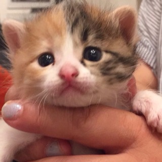 生まれて間もない子猫ちゃん