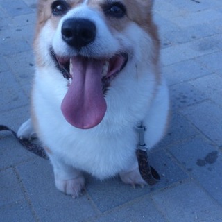 終生可愛がってくれる里親さん居ませんか？