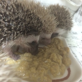 ハリネズミ 奈良