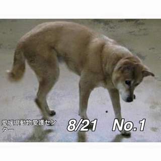 愛媛県動物愛護センターに保護されています！