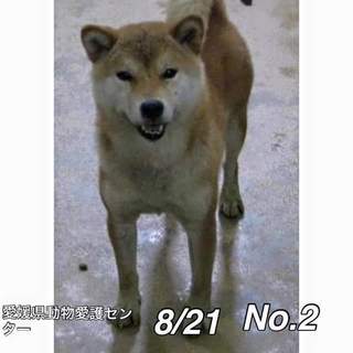 愛媛県動物愛護センターに保護されています！