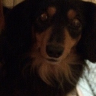 カニヘンミニチュアダックス7歳