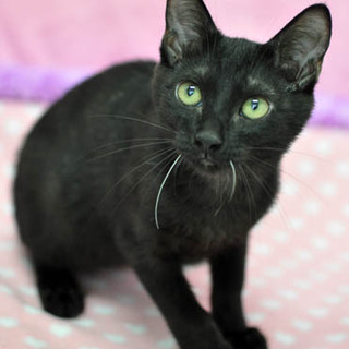 セイウチ的黒猫