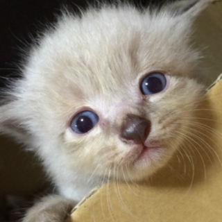 おっとりマイペースな男の子♡白×グレー