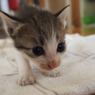 ハチワレ　子猫