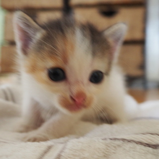 三毛　子猫