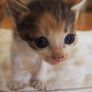 三毛　子猫②