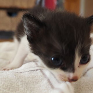 ハチワレ　子猫②