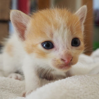 茶白　子猫
