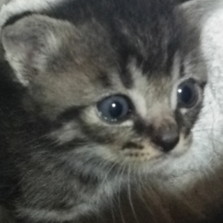 ちょっぴり怖がり？活発な男の子♡キジトラ