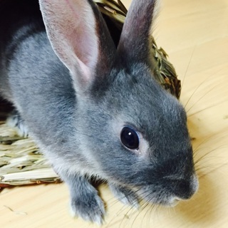 ミニうさぎ
