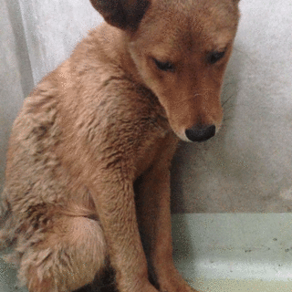 固まり野犬君 1