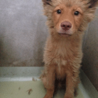 固まり野犬君 2