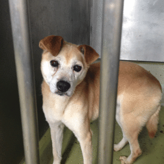 老犬さんです、お願いします。