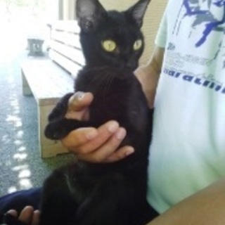 優しくて大人しい黒メスちゃんです。