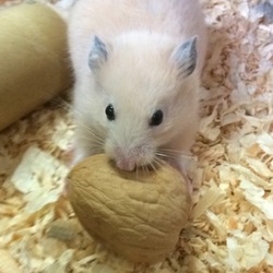 「スーちゃん」サムネイル1