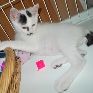 貰ってください！生後3ヶ月のオス