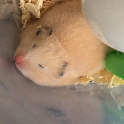 「スーちゃん」サムネイル2